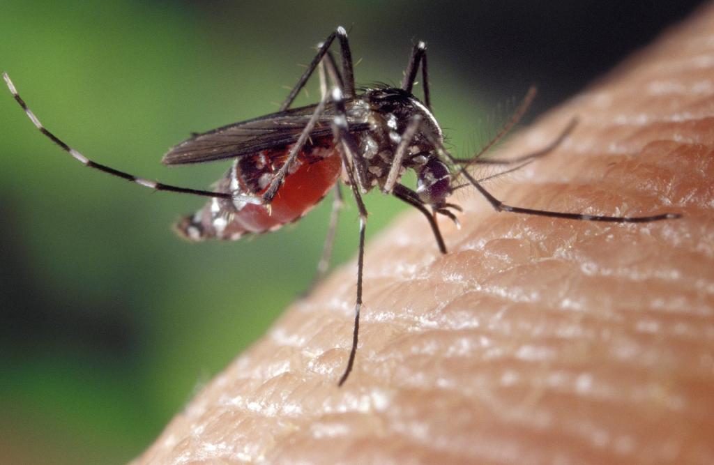 mosquito-1332382_1920.jpg